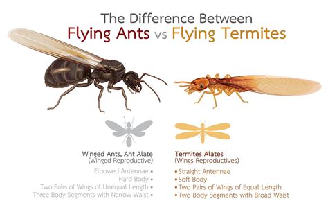 Flying Ants vs. Flying Termites: How To Tell the Difference