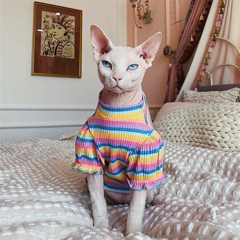 Colorful Cat Clothes Cat Dress Hairless Cat Clothes Sphynx Cat | Etsy