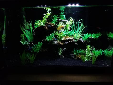 My 10 gallon, all the plants are artificial : r/Aquariums