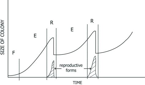 Three stages of the ant colony life cycle: the founding stage (F), the... | Download Scientific ...