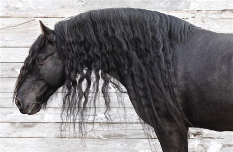 The Friesian Horse - Hoofpick Life