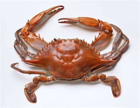 Crab Meat Supplier, Crab Canning Factory, Crab Farming, Crab Meat From ...