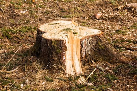 Stump Grinding or Removal? | Schulhoff Tree & Lawn Care, Inc.