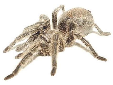 Tarantula Venom Saves the Crop - ChemistryViews