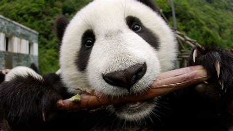 Panda tongues evolved to protect them from toxins, study suggests | Science | AAAS