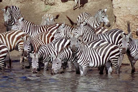 Zebra Herd during Serengeti Migration Stock Photo - Image of looking, migration: 2425082