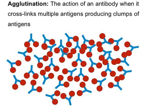 Agglutination lecture