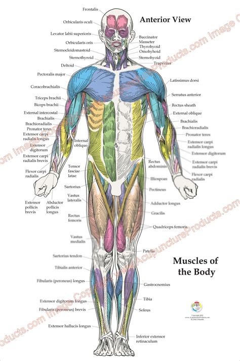 3 Human Muscle Anatomy Poster Anterior Posterior and Deep - Etsy Hong Kong