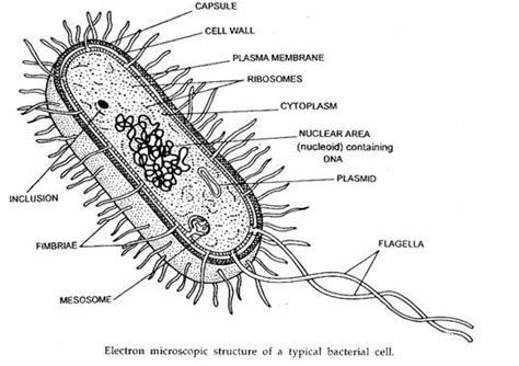 Electron Microscopic Structure of a Typical Bacterial Cell