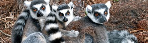 Adopt - The Lemur Conservation Foundation