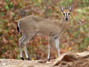 Common duiker hunting in Matabeleland South - BookYourHunt.com