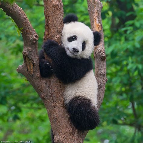 Arriba 95+ Foto Panda Rojo En Peligro De Extinción Cena Hermosa