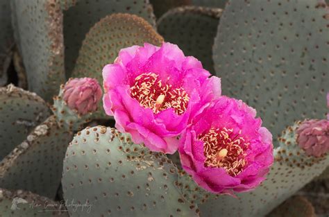 Beavertail Cactus (Opuntia basilaris) flowers - Alan Crowe Photography