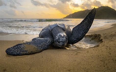 Leatherback Sea Turtle