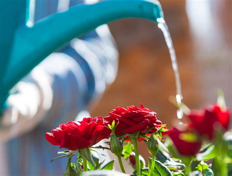 Is Watering Your Plants From The Bottom Better?