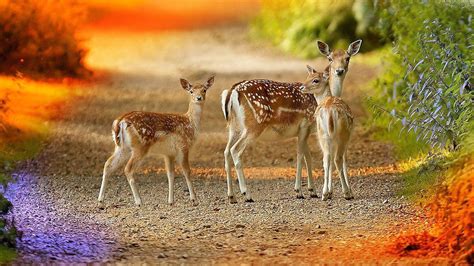 Cute Deers With Dots HD Deer Wallpapers | HD Wallpapers | ID #56726