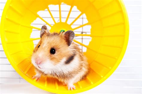 Why Hamsters Sleep So Much and When to Be Concerned | PawTracks