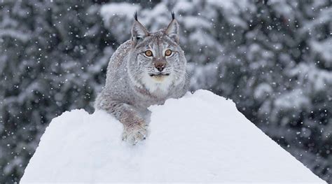 10 Intriguing Facts about the Siberian Lynx. My Heart Wept When I Saw ...