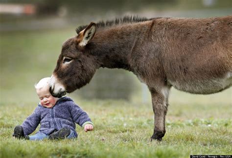 Miniature Donkeys Play With Adorable 15-Month-Old Boy (PHOTOS) | HuffPost