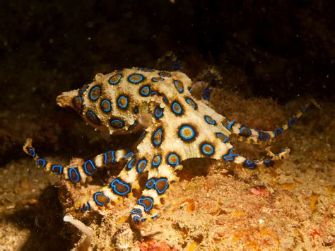 Greater Blue Ringed Octopus Anatomy