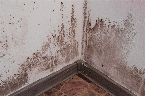 What Are Dangerous Kinds of Mold in the Home?