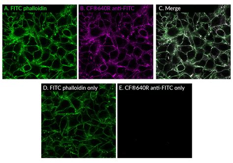 Fluorescein (FITC) Monoclonal Mouse Antibody (1F8.1E4) - Biotium