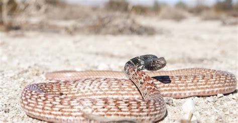 The super-fast red racer snake in the United States