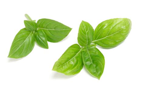 Italian Herb Of The Month – Basil | Italian Food Forever