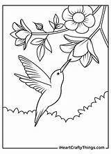 Humming Birds Coloring Pages sketch template