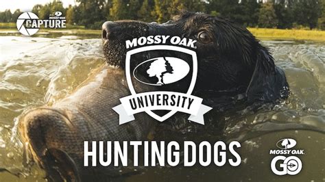 Hunting Dogs - Mossy Oak GO