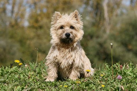 Cuidados para el Cairn Terrier