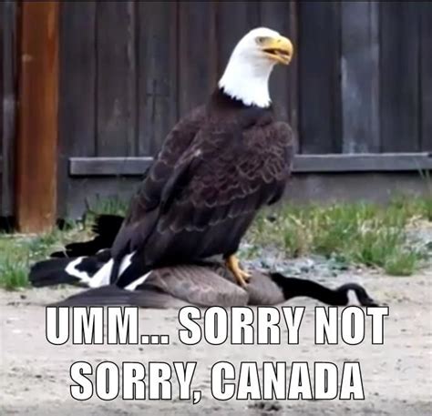 The Eagle has landed.. on top of a Canadian Goose | Funny memes, Funny dog memes, Marine corps humor