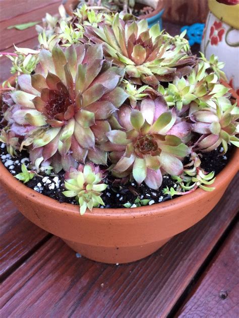 Hens and Chicks (succulents) | Succulents, Hens and chicks, Plants