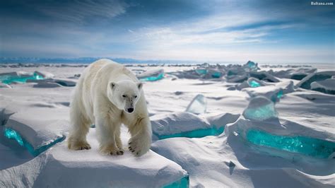 Polar Bear Wallpapers HD Backgrounds, Images, Pics, Photos Free ...