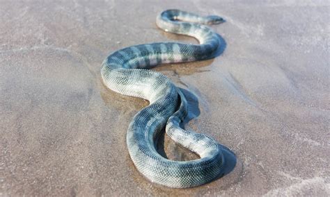 Discover Why Snakes Can Be Found in the Deep Sea's "Twilight Zone ...