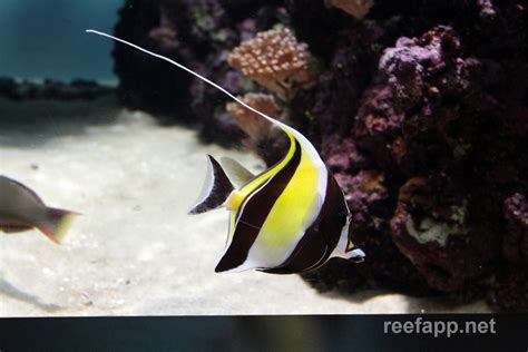 Zanclus cornutus (Moorish Idol)