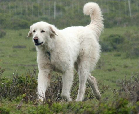 Akbash Dog Info, Temperament, Training, Facts, Puppies, Pictures