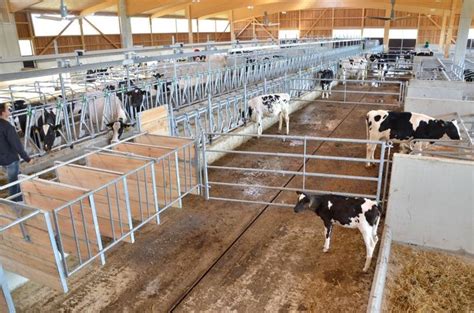 tie stall dairy barn layouts - Yahoo Image Search Results | Barn layout, Barn, Image search