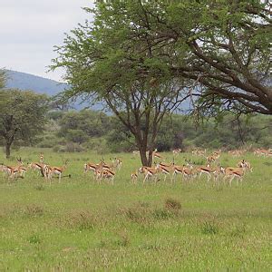 Herd of Springbok in Namibia | AfricaHunting.com