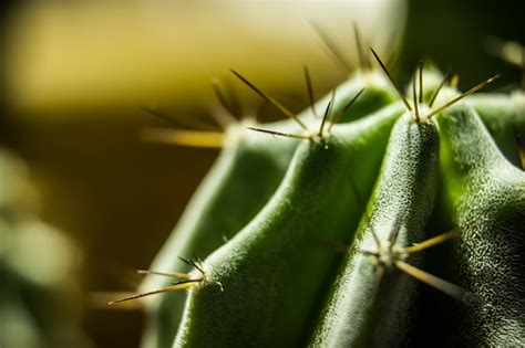 Cactus macro [5184x3456] : BigMurph26