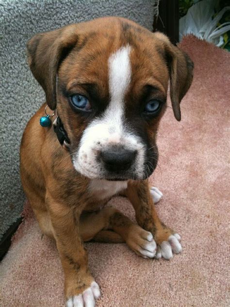 Blue eyed boxer puppy...sooo in love | Animals | Pinterest | Beautiful, Doggies and Taps