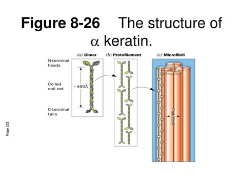 PPT - Lecture 10: Protein structure PowerPoint Presentation, free download - ID:678472