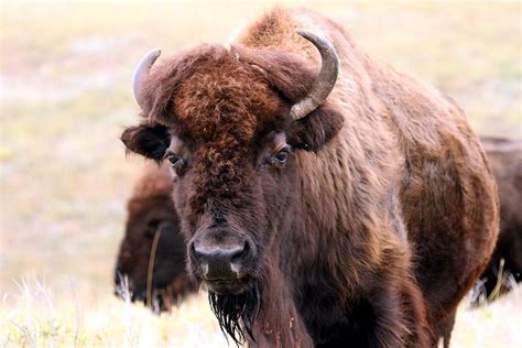 Up Close with the Tatanka Photograph by Christopher Miles Carter - Fine Art America