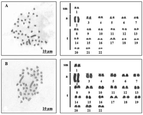 Conventional staining of the metaphase chromosome plates and karyotypes... | Download Scientific ...