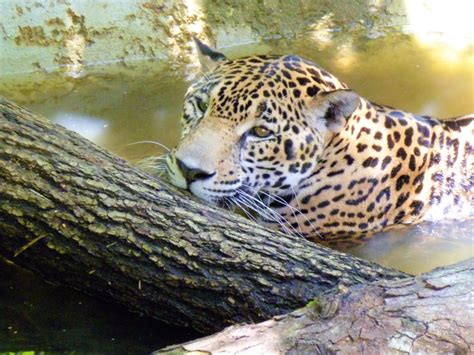 Belize Jaguar Reserve (Cockscomb Basin) - Belize Birding Tours with ...