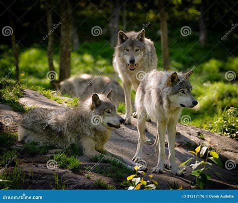 Three Eastern Timber Wolves Pack Royalty Free Stock Image - Image: 31317176