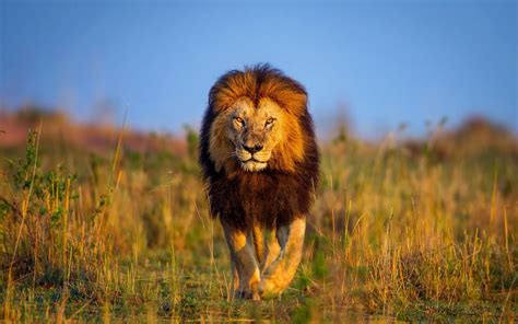 Cool Lion Wallpapers HD Wallpapers Pinterest Lion wallpaper | Lion ...