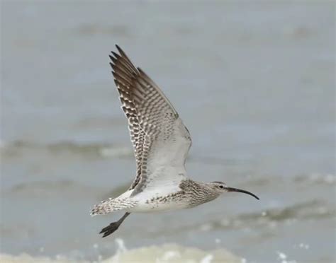 Steppe Whimbrel migration route revealed - BirdGuides