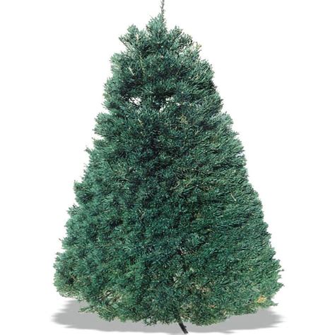 5-8 ft. Freshly Cut Live Scotch Pine Christmas Tree SPF58 - The Home Depot