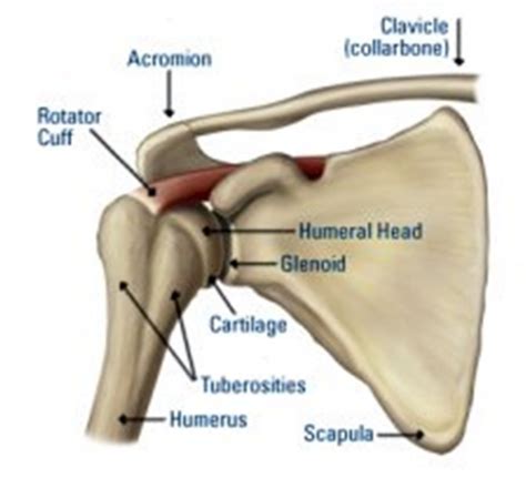 What You Should Know About the Shoulder: Shoulder Injury Causes & Treatment | Michigan Sports ...